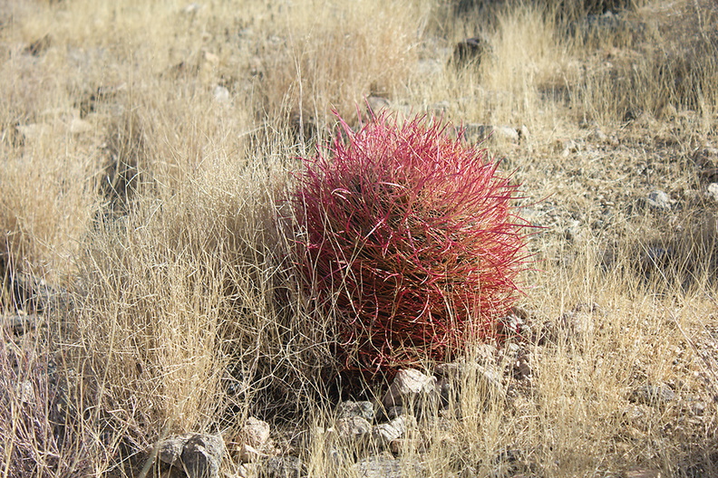 Ferocactus-cylindraceus-barrel-cactus-49-Palms-trail-Joshua-Tree-2013-02-16-IMG_7405.jpg