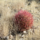 Ferocactus-cylindraceus-barrel-cactus-49-Palms-trail-Joshua-Tree-2013-02-16-IMG 7405