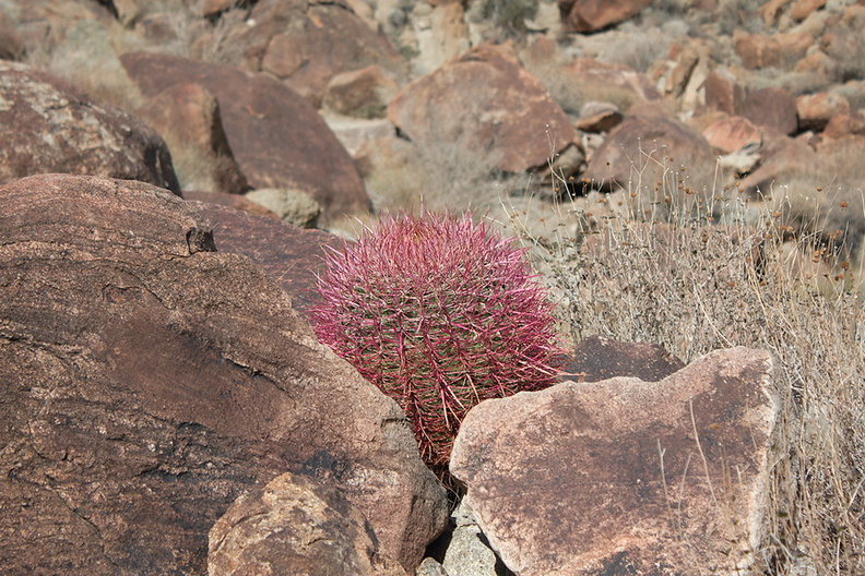 Ferocactus-cylindraceus-barrel-cactus-49-Palms-trail-Joshua-Tree-2013-02-16-IMG_7434.jpg