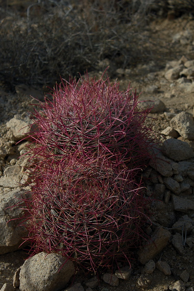 Ferocactus-cylindraceus-barrel-cactus-Mastodon-Peak-trail-Joshua-Tree-2013-02-15-IMG_7380.jpg
