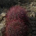 Ferocactus-cylindraceus-barrel-cactus-Mastodon-Peak-trail-Joshua-Tree-2013-02-15-IMG 7380