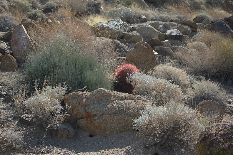 Ferocactus-cylindraceus-barrel-cactus-brittlebush-community-49-Palms-trail-Joshua-Tree-2013-02-16-IMG_7418.jpg