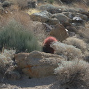 Ferocactus-cylindraceus-barrel-cactus-brittlebush-community-49-Palms-trail-Joshua-Tree-2013-02-16-IMG 7418