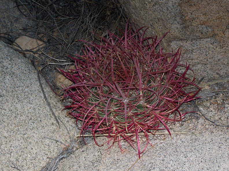 Ferocactus-cylindraceus-barrel-cactus-buttons-Hidden-Valley-Joshua-Tree-2012-06-30-IMG_5504.jpg