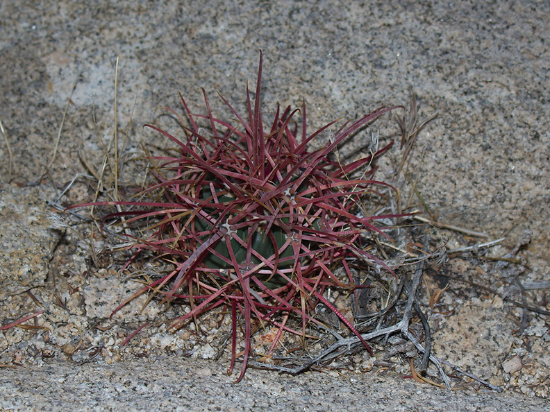 Ferocactus-cylindraceus-barrel-cactus-buttons-Hidden-Valley-Joshua-Tree-2012-06-30-IMG_5507.jpg
