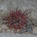 Ferocactus-cylindraceus-barrel-cactus-buttons-Hidden-Valley-Joshua-Tree-2012-06-30-IMG_5507.jpg