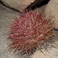 Ferocactus-cylindraceus-barrel-cactus-buttons-Hidden-Valley-Joshua-Tree-2012-06-30-IMG 5522