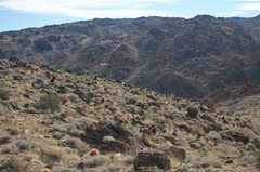 Ferocactus-cylindraceus-barrel-cactus-slope-and-view-49-Palms-trail-Joshua-Tree-2013-02-16-IMG 7412