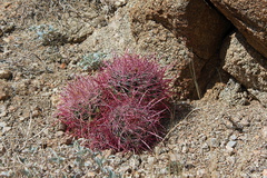 Ferocactus-cylindraceus-barrel-cactus-triplet-49-Palms-trail-Joshua-Tree-2013-02-16-IMG 7439
