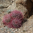 Ferocactus-cylindraceus-barrel-cactus-triplet-49-Palms-trail-Joshua-Tree-2013-02-16-IMG 7439