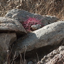 Ferocactus-cylindraceus-young-barrel-cactus-49-Palms-trail-Joshua-Tree-2013-02-16-IMG 3555