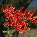 Fouquieria-splendens-flowers-Ocotillo-Patch-Joshua-Tree-2010-04-25-IMG 0671