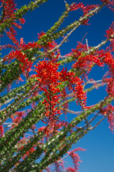 Fouquieria-splendens-flowers-Ocotillo-Patch-Joshua-Tree-2010-04-25-IMG 0676