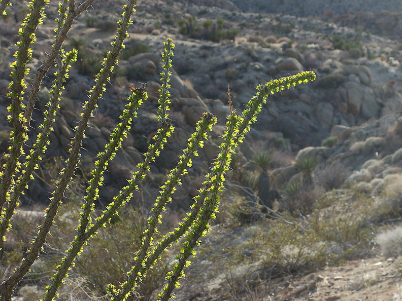 Fouquieria-splendens-ocotillo-leafing-out-Mastodon-Peak-trail-Joshua-Tree-2013-02-15-IMG 3541