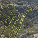 Fouquieria-splendens-ocotillo-leafing-out-Mastodon-Peak-trail-Joshua-Tree-2013-02-15-IMG 3541