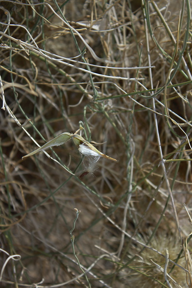 Funastrum-cynanchoides-climbing-milkweed-dehisced-capsule-cholla-cactus-garden-Joshua-Tree-2012-07-01-IMG_5729.jpg