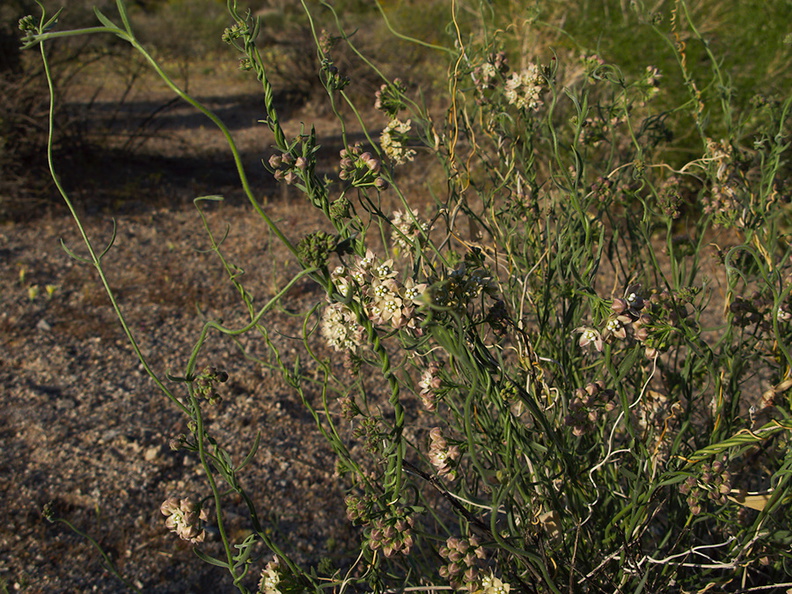 Funastrum-cynanchoides-climbing-milkweed-transition-zone-Joshua-Tree-2010-04-24-IMG_4698.jpg