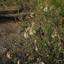 Funastrum-cynanchoides-climbing-milkweed-transition-zone-Joshua-Tree-2010-04-24-IMG 4698