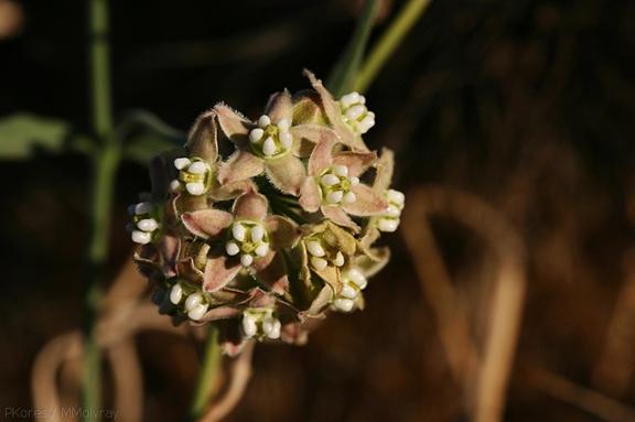 Funastrum-cynanchoides-climbing-milkweed-was-Sarcostemma-cholla-garden-2008-03-28-img 6671