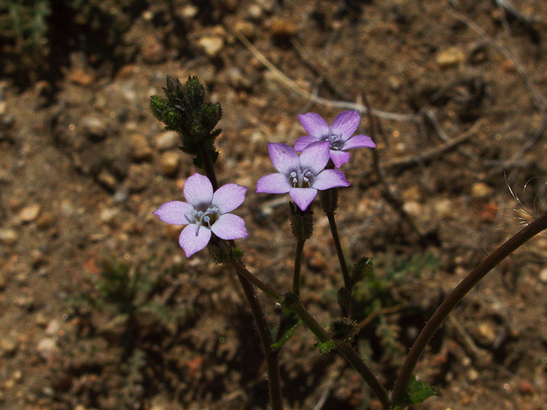 Gilia-brecciarum-Nevada-gilia-Sheep-Pass-area-Joshua-Tree-2010-04-25-IMG_4822.jpg