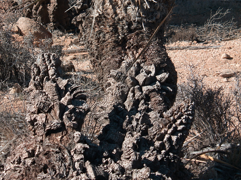 Joshua-trees-corky-bark-High-View-loop-Black-Rock-Joshua-Tree-2013-02-17-IMG_7459.jpg