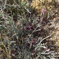 Krameria-grayi-white-ratany-Cottonwood-Spring-area-Joshua-Tree-2010-04-24-IMG_4666.jpg