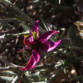 Krameria-grayi-white-ratany-Cottonwood-Spring-area-Joshua-Tree-2010-04-25-IMG 4882