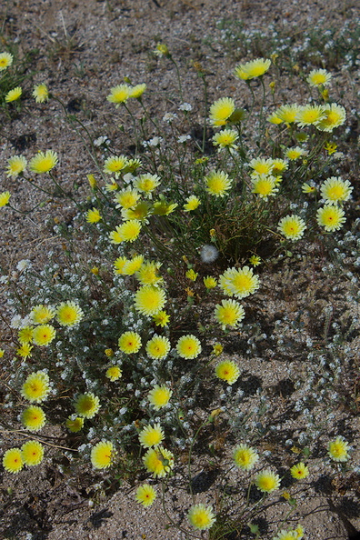 Malacothrix-glabrata-desert-dandelion-Pinto-Basin-Rd-Joshua-Tree-2010-04-25-IMG_0683.jpg