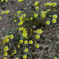 Malacothrix-glabrata-desert-dandelion-Pinto-Basin-Rd-Joshua-Tree-2010-04-25-IMG 0683