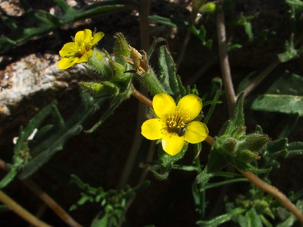 Mentzelia-albicaulis-small-flowered-blazing-star-Queen-Valley-area-Joshua-Tree-2010-04-25-IMG 4785