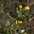 Mentzelia-albicaulis-small-flowered-blazing-star-nr-west-entrance-2008-03-29-img 6716