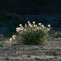 Mentzelia-involucrata-blazing-star-habitat-new-wash-Box-Canyon-2012-03-14-IMG 4395