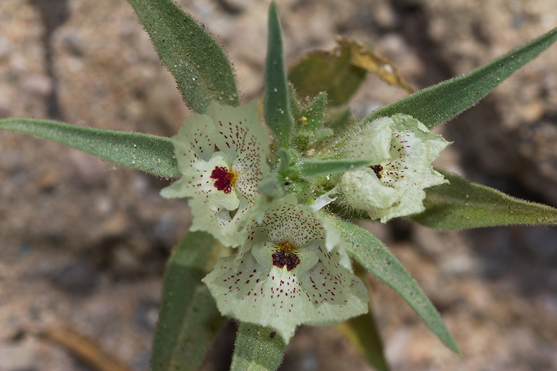 Mohavea-confertiflora-ghost-flower-Box-Canyon-Joshua-Tree-2010-04-24-IMG_0504.jpg