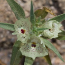 Mohavea-confertiflora-ghost-flower-Box-Canyon-Joshua-Tree-2010-04-24-IMG 0504