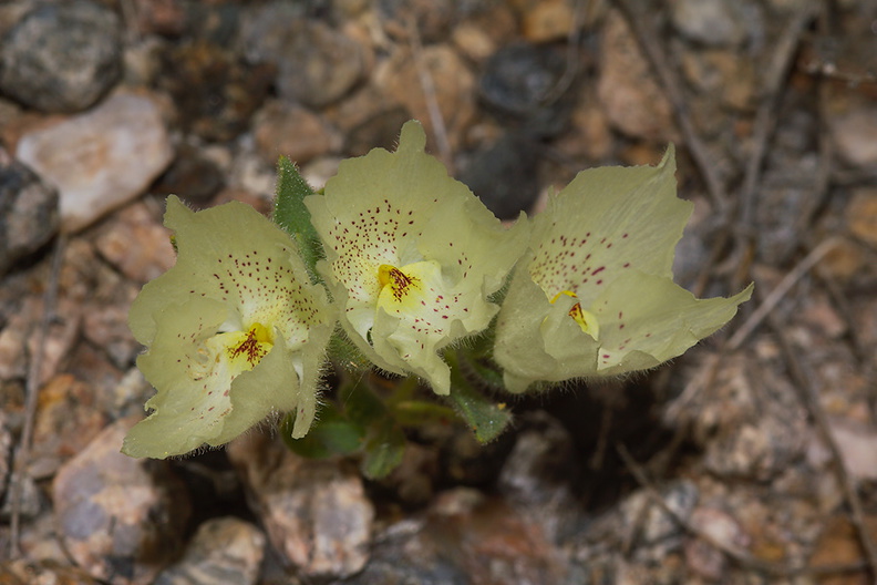 Mohavea-confertiflora-ghost-flower-Box-Canyon-Joshua-Tree-2010-04-24-IMG 0540