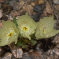 Mohavea-confertiflora-ghost-flower-Box-Canyon-Joshua-Tree-2010-04-24-IMG_0540.jpg
