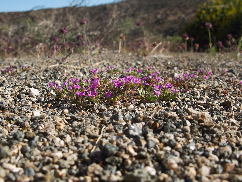 Nama-demissum-purple-mat-Cottonwood-Spring-area-Joshua-Tree-2010-04-24-IMG 4685
