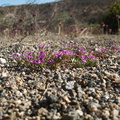 Nama-demissum-purple-mat-Cottonwood-Spring-area-Joshua-Tree-2010-04-24-IMG 4685