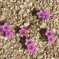 Nama-demissum-purple-mat-Mastodon-Peak-Joshua-Tree-2012-03-15-IMG 4563