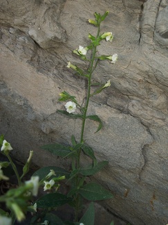 Nicotiana-obtusifolia-desert-tobacco-Box-Canyon-Joshua-Tree-2010-04-24-IMG 4600