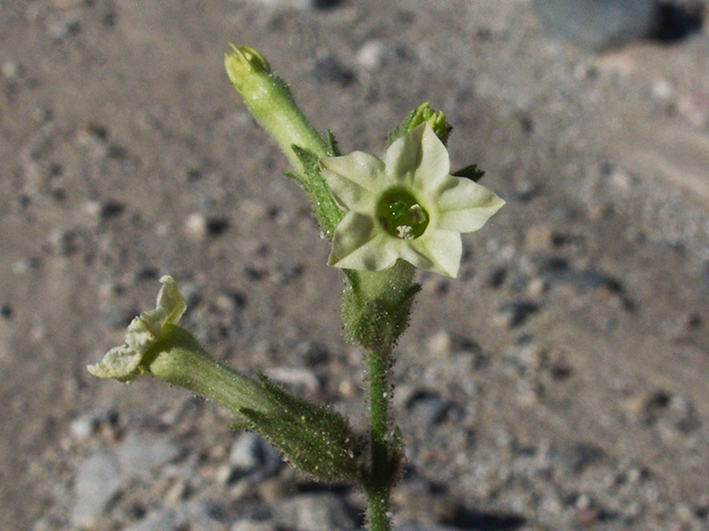 Nicotiana-obtusifolia-desert-tobacco-new-wash-Box-Canyon-2012-03-14-IMG_1129.jpg