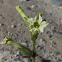 Nicotiana-obtusifolia-desert-tobacco-new-wash-Box-Canyon-2012-03-14-IMG 1129