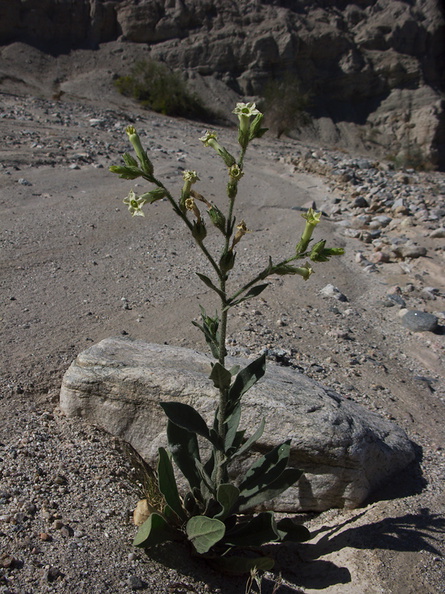 Nicotiana-obtusifolia-desert-tobacco-new-wash-Box-Canyon-2012-03-14-IMG_1131.jpg