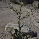 Nicotiana-obtusifolia-desert-tobacco-new-wash-Box-Canyon-2012-03-14-IMG 1131