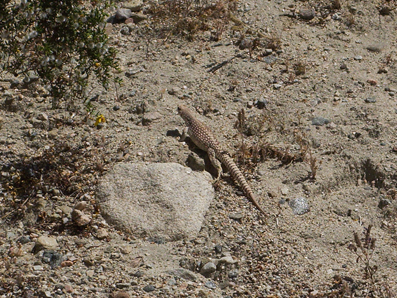 Northern-desert-iguana-Diplosaurus-dorsalis-Box-Canyon-Joshua-Tree-2010-04-24-IMG_4592.jpg