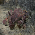 Opuntia-basilaris-beavertail-cactus-Hidden-Valley-Joshua-Tree-2012-06-30-IMG 5540