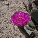 Opuntia-basilaris-beavertail-cactus-south-Joshua-Tree-2012-03-15-IMG 4466-1