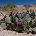 Opuntia-basilaris-beavertail-cactus-south-Joshua-Tree-2012-03-15-IMG 4466-3