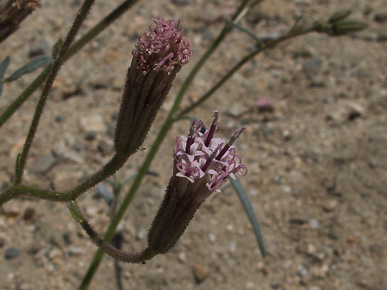 Palafoxia-arida-Spanish-needle-Box-Canyon-Joshua-Tree-2010-04-24-IMG 4591