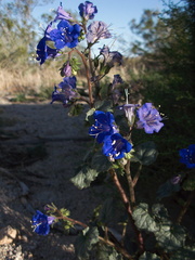 Phacelia-campanularia-Canterbury-bells-Pinto-Basin-area-Joshua-Tree-2012-03-14-IMG 1161